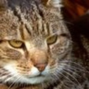 Meet your Posher, Rosa